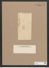 Pleurosigma balticum var. californicum (Ehr.) W.Sm. (de-Toni-Nr.: Genus 13, Species 1063) Zeichnungen Sammlung Grunow Nr. 1914 (NHMW-BOT-W0369038)